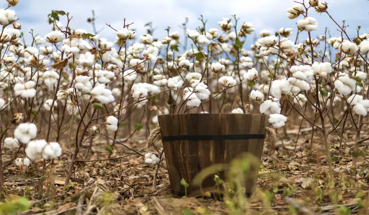 Environmental Effects of Organic Cotton